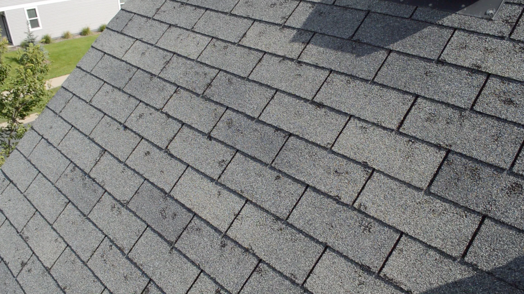Hail bruising on asphalt shingles with exposed black asphalt where granules were knocked loose